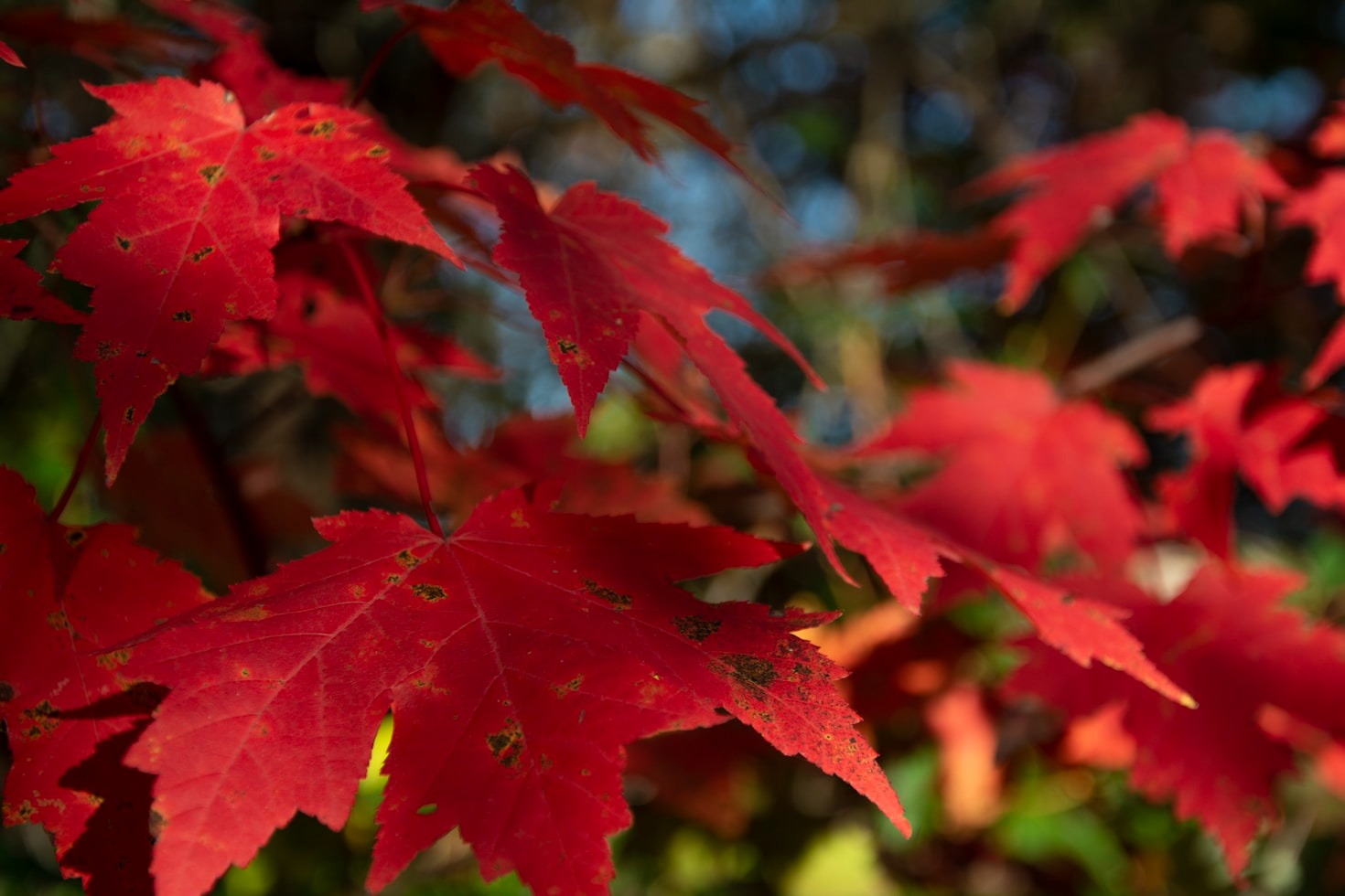 How Maple Syrup is Made: Behind the Scenes